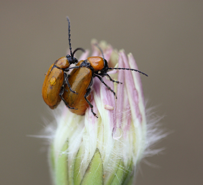 <i class='fa fa-user'></i>&nbsp;Paul Vandebroek&nbsp;|  Exosoma lusitanicum&nbsp; <i class='fa fa-eye'>&nbsp;68</i> &nbsp;<i class='fa fa-thumbs-up'>&nbsp;2</i> &nbsp; <i class='fa fa-comment-o'>&nbsp;4</i>