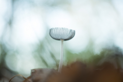 Op een veldje met allemaal van deze zwammen kon ik de mooiste, naar mijn mening,  uitkiezen. Ik vind het schitterend hoe het met zijn rokje zo omhoog staat en hoe dat licht door het rokje valt.