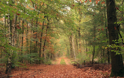 De bossen op de Veluwe beginnen nu ook te verkleuren, prachtig jaargetijde is de herfst toch.