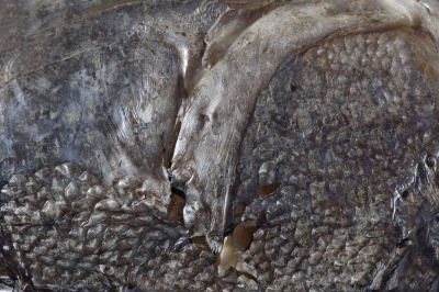 <i class='fa fa-user'></i>&nbsp;liesbeth van vliet&nbsp;|  Detail van Karper&nbsp; <i class='fa fa-eye'>&nbsp;130</i> &nbsp; <i class='fa fa-comment-o'>&nbsp;4</i>