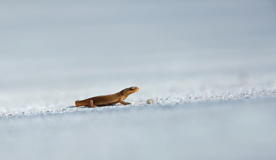 <i class='fa fa-user'></i>&nbsp;nelappelmelk&nbsp;|  Kleine Watersalamander&nbsp; <i class='fa fa-eye'>&nbsp;113</i> &nbsp; <i class='fa fa-comment-o'>&nbsp;4</i>