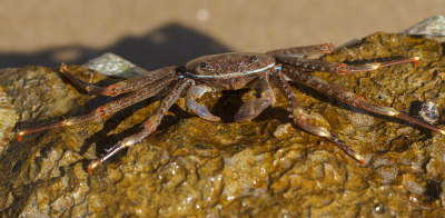 <i class='fa fa-user'></i>&nbsp;Henk Bouter&nbsp;|  Gibbesi-krab&nbsp; <i class='fa fa-eye'>&nbsp;97</i> &nbsp;<i class='fa fa-thumbs-up'>&nbsp;1</i> &nbsp; <i class='fa fa-comment-o'>&nbsp;6</i>