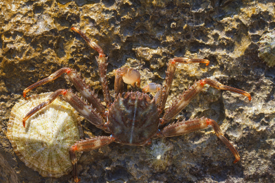 <i class='fa fa-user'></i>&nbsp;Henk Bouter&nbsp;|  Gibbesi-krab&nbsp; <i class='fa fa-eye'>&nbsp;78</i> &nbsp; <i class='fa fa-comment-o'>&nbsp;1</i>