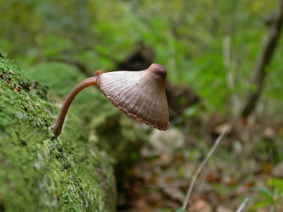<i class='fa fa-user'></i> Marian de Zwart | Grote Bloedsteelmycena  <i class='fa fa-eye'> 154</i>   <i class='fa fa-comment-o'> 14</i>