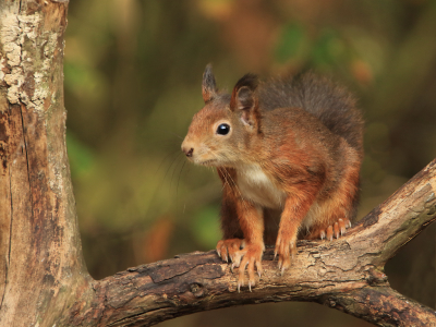 ik heb een voederplekje en een bak water staan in het bos achter ons huis, zit daar regelmatig om vogels te spotten en probeer ze vast teleggen... deze leuke eekhoorn af en toe even drinken voor mij een mooie kans om ook deze vast te leggen. ik verwonder me nog altijd over die super lange nagels...