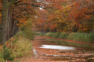 Een week gelden was ik bij het Apeldoorns Kanaal. In volle glorie uitbundige kleuren. Vandaag in de miezerregen nog eens wezen kijken. De bomen hebben grotendeels daar hun blad verloren.