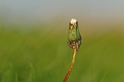 <i class='fa fa-user'></i>&nbsp;Cor&nbsp;|  Paardenbloem&nbsp; <i class='fa fa-eye'>&nbsp;71</i> &nbsp;<i class='fa fa-thumbs-up'>&nbsp;1</i> &nbsp; <i class='fa fa-comment-o'>&nbsp;2</i>