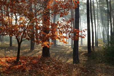 <i class='fa fa-user'></i>&nbsp;Nel R&nbsp;|  Herfstbos&nbsp; <i class='fa fa-eye'>&nbsp;134</i> &nbsp;<i class='fa fa-thumbs-up'>&nbsp;7</i> &nbsp; <i class='fa fa-comment-o'>&nbsp;12</i>