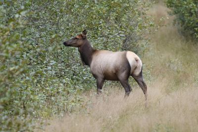 <i class='fa fa-user'></i>&nbsp;Gerard Visser&nbsp;|  Roosevelt-wapiti&nbsp; <i class='fa fa-eye'>&nbsp;98</i> &nbsp;<i class='fa fa-thumbs-up'>&nbsp;1</i> &nbsp; <i class='fa fa-comment-o'>&nbsp;4</i>