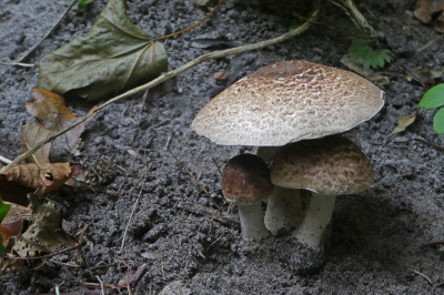 <i class='fa fa-user'></i>&nbsp;Niek Oele&nbsp;|  Panterchampignon&nbsp; <i class='fa fa-eye'>&nbsp;79</i> &nbsp; <i class='fa fa-comment-o'>&nbsp;0</i>