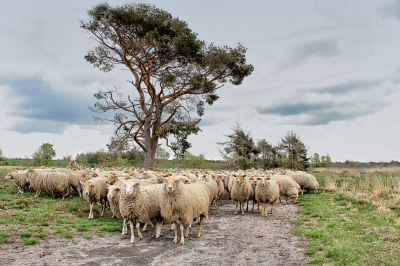 tijdens een wandeling op de Strabrechtse Heide de schaapherder en zijn schaapjes ontmoet, een mooie gelegenheid om dat even vast te leggen...