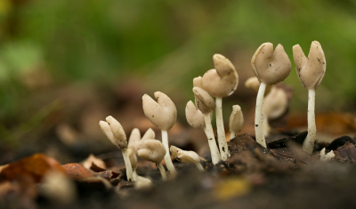 Vanwege de droogte waren er ook in het Waterloopbos minder paddenstoelen te vinden. Maar nog altijd veel meer dan op de Veluwe.
Dit soort had ik nog nooit gezien. Dacht aan een soort kluifzwam. Hans geraadpleegd. Waarschijnlijk dit soort.