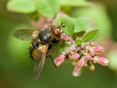 in de struiken langs het huis viel me deze dikke vlieg op, met de macrolens genomen en dan zie je  details die je met het blote oog normaal niet ziet... door de macrolens leer je ook van insecten houden...