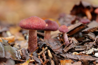 <i class='fa fa-user'></i>&nbsp;natuur(a)art&nbsp;|  Gymnopilus dilepis&nbsp; <i class='fa fa-eye'>&nbsp;110</i> &nbsp; <i class='fa fa-comment-o'>&nbsp;3</i>