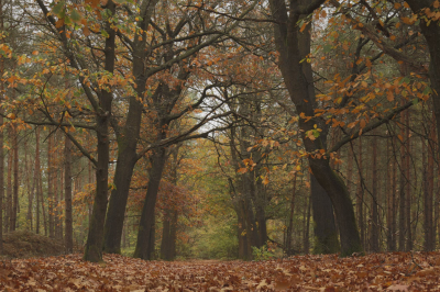 <i class='fa fa-user'></i>&nbsp;Tessers&nbsp;|  Herfst&nbsp; <i class='fa fa-eye'>&nbsp;100</i> &nbsp;<i class='fa fa-thumbs-up'>&nbsp;3</i> &nbsp; <i class='fa fa-comment-o'>&nbsp;3</i>