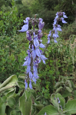 <i class='fa fa-user'></i>&nbsp;A. Soeting&nbsp;|  Plectranthus barbatus var. grandis&nbsp; <i class='fa fa-eye'>&nbsp;63</i> &nbsp; <i class='fa fa-comment-o'>&nbsp;3</i>