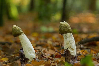 Terwijl we aan de wandel waren in het Paleispark rook ik de zwammen eerder dan dat ik ze zag. Tjonge wat een geur. Even gezocht. Ik zag zeker 6 grote exemplaren. En ik zag ook wat duivelseieren. Dus er komt nog meer.