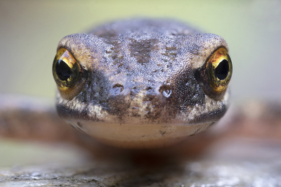 <i class='fa fa-user'></i>&nbsp;danny.declercq&nbsp;|  Vinpootsalamander&nbsp; <i class='fa fa-eye'>&nbsp;131</i> &nbsp;<i class='fa fa-thumbs-up'>&nbsp;10</i> &nbsp; <i class='fa fa-comment-o'>&nbsp;9</i>