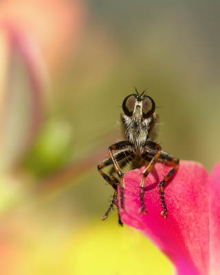 deze roofvlieg zat op een bloem van een vetplantje, de "malse" pose bracht me een dikke glimlach op mijn gezicht...