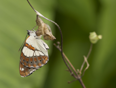<i class='fa fa-user'></i>&nbsp;Mignon-Creative&nbsp;|  Blauwe IJsvogelvlinder&nbsp; <i class='fa fa-eye'>&nbsp;87</i> &nbsp;<i class='fa fa-thumbs-up'>&nbsp;1</i> &nbsp; <i class='fa fa-comment-o'>&nbsp;3</i>