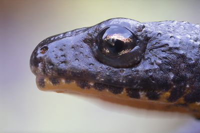 <i class='fa fa-user'></i>&nbsp;danny.declercq&nbsp;|  Alpenwatersalamander&nbsp; <i class='fa fa-eye'>&nbsp;87</i> &nbsp;<i class='fa fa-thumbs-up'>&nbsp;6</i> &nbsp; <i class='fa fa-comment-o'>&nbsp;3</i>