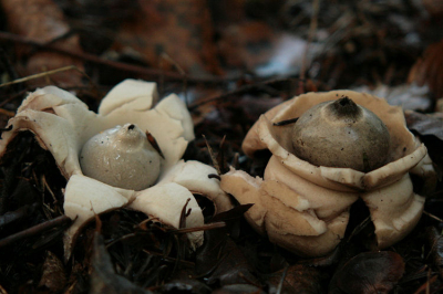 Dit jaar zitten er opvallend veel aardsterren bij ons in het bos waaronder veel van deze prachtige soort.
