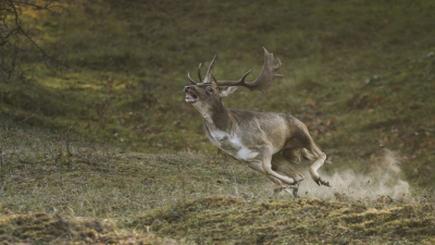 Op mijn natuurfoto 'bucket list' stond eigenlijk al heel lang om een foto van een (hinde) drijvend hert of dambok te maken waarbij het zand of modder onder de hoeven vandaan zou spatten.
Ik was in de duinen om mijn cameraval te plaatsen, had 15 kg bepakking bij me waaronder ook een 100-300 mm objectief op statief (je weet immers maar nooit wat je tegenkomt) en was totaal niet met mijn 'bucket list' bezig, toen het gebeurde...
Een dambok zat in het open duin al burlend in volle sprint achter een bronstige hinde aan. Ik stelde scherp op de bok en pande zo goed mogelijk met het dier mee, toen deze in navolging van de hinde een haakse bocht maakte waarbij het droge zand een enorme stofwolk veroorzaakte. En wat word je dan vrolijk als je even later je geheugenkaartje checkt!