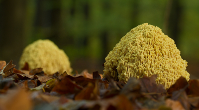 Vanuit de verte dacht ik dat ik 2 ballen zag liggen onder de bomen. Het bleken paddenstoelen te zijn.