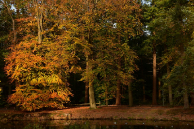 uit de hand genomen. door de verkleurende bladeren en een streep zonlicht werd deze boom mooi uitgelicht