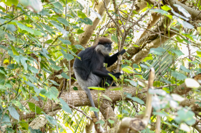 Tussen de bladeren op 8 m zat deze steeds zeldzamer wordende endemische aap met prachtige bruine ogen. Kijk ook naar de vreemdgevormde vingers.