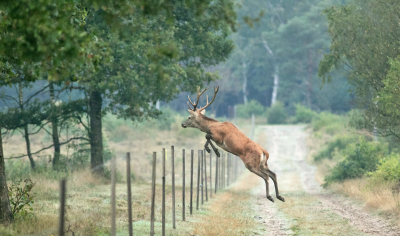 Vele ochtenden gekeken, geluisterd en gewandeld in de bronstperiode. Die morgen zag ik van rechts een aantal herten aankomen. Ik schatte in waar ze hopelijk het pad zouden oversteken. Links is militair terrein. Daar mag ik niet komen maar zij wel. Het was heel fraai om ze zo soepel over het hek te zien springen. Een week later gebeurde bijna hetzelfde. Alleen waren er toen hindes.  Maar die kropen er achter elkaar onderdoor.