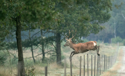 Vele ochtenden gekeken, geluisterd en gewandeld in de bronstperiode. Die morgen zag ik van rechts een aantal herten aankomen. Ik schatte in waar ze hopelijk het pad zouden oversteken. Links is militair terrein. Daar mag ik niet komen maar zij wel. Het was heel fraai om ze zo soepel over het hek te zien springen. Een week later gebeurde bijna hetzelfde. Alleen waren er toen hindes.  Maar die kropen er achter elkaar onderdoor.