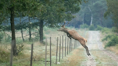 Vele ochtenden gekeken, geluisterd en gewandeld in de bronstperiode. Die morgen zag ik van rechts een aantal herten aankomen. Ik schatte in waar ze hopelijk het pad zouden oversteken. Links is militair terrein. Daar mag ik niet komen maar zij wel. Het was heel fraai om ze zo soepel over het hek te zien springen. Dit was het tweede hert. Die kwam er snel achteraan.