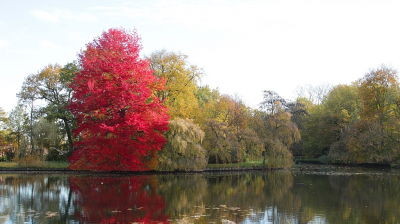 <i class='fa fa-user'></i>&nbsp;Ben Aalders&nbsp;|  Kleurrijke herfst 1&nbsp; <i class='fa fa-eye'>&nbsp;129</i> &nbsp; <i class='fa fa-comment-o'>&nbsp;1</i>