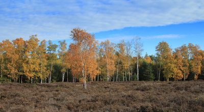 <i class='fa fa-user'></i>&nbsp;Ben Aalders&nbsp;|  Kleurrijke herfst 2&nbsp; <i class='fa fa-eye'>&nbsp;86</i> &nbsp; <i class='fa fa-comment-o'>&nbsp;2</i>