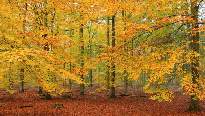 <i class='fa fa-user'></i>&nbsp;Ben Aalders&nbsp;|  Kleurrijke herfst 3&nbsp; <i class='fa fa-eye'>&nbsp;126</i> &nbsp;<i class='fa fa-thumbs-up'>&nbsp;3</i> &nbsp; <i class='fa fa-comment-o'>&nbsp;2</i>