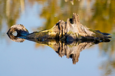 Veenmos
Waar een klein plantje groot in kan zijn. 
Veenmos is grotendeels verantwoordelijk voor het ontstaan van de Groote Peel. Het plantje neemt water op via het blad, want wortels heeft het niet. Veenmos kan tot twintig keer zn eigen gewicht aan vocht vasthouden. Het groeit aan de bovenkant en sterft tegelijk af aan de onderkant. Op de resten floreren hoogveenplanten als zonnedauw, lavendelhei en wollegras.
Peelpuisten
Bomen legden het op den duur af tegen het veenmos. Ze waaiden om nadat een veenmostapijt de wortels had verstikt. Bij een lage waterstand komen nog altijd de fossiele boomstronken tevoorschijn. Het heet kienhout, maar is in deze streek beter bekend als peelpuisten. Door de lage waterstand dit jaar is er nu extra veel kienhout zichtbaar mooi spiegelend in het bijna rimpeloze stilstaand water.