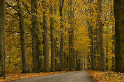 <i class='fa fa-user'></i>&nbsp;Truus Aletta Maan&nbsp;|  Weggetje in het bos&nbsp; <i class='fa fa-eye'>&nbsp;106</i> &nbsp; <i class='fa fa-comment-o'>&nbsp;3</i>
