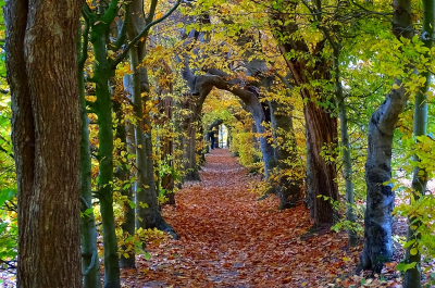 <i class='fa fa-user'></i>&nbsp;Ben Aalders&nbsp;|  Herfsttunnel&nbsp; <i class='fa fa-eye'>&nbsp;121</i> &nbsp;<i class='fa fa-thumbs-up'>&nbsp;1</i> &nbsp; <i class='fa fa-comment-o'>&nbsp;4</i>