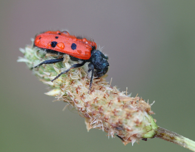 <i class='fa fa-user'></i>&nbsp;Paul Vandebroek&nbsp;|  Trichodes octopunctatus&nbsp; <i class='fa fa-eye'>&nbsp;88</i> &nbsp; <i class='fa fa-comment-o'>&nbsp;3</i>