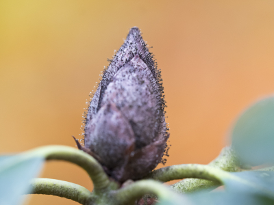 <i class='fa fa-user'></i>&nbsp;Gert-Jan Cromwijk&nbsp;|  Rhododendronknopvreter&nbsp; <i class='fa fa-eye'>&nbsp;104</i> &nbsp; <i class='fa fa-comment-o'>&nbsp;3</i>