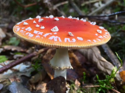 In Dronten gewandeld. Bos stond helemaal vol met paddenstoelen. De rood witte met stippen, blijft altijd favoriet.