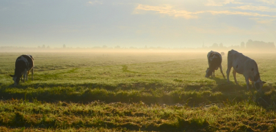 <i class='fa fa-user'></i>&nbsp;B.M.Schouten-Ruis&nbsp;|  Mistig landschap&nbsp; <i class='fa fa-eye'>&nbsp;80</i> &nbsp;<i class='fa fa-thumbs-up'>&nbsp;6</i> &nbsp; <i class='fa fa-comment-o'>&nbsp;5</i>