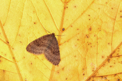 <i class='fa fa-user'></i>&nbsp;Ad Sprang&nbsp;|  Kleine Wintervlinder&nbsp; <i class='fa fa-eye'>&nbsp;92</i> &nbsp;<i class='fa fa-thumbs-up'>&nbsp;2</i> &nbsp; <i class='fa fa-comment-o'>&nbsp;4</i>