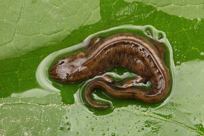 <i class='fa fa-user'></i>&nbsp;frbeuming&nbsp;|  Kleine Watersalamander&nbsp; <i class='fa fa-eye'>&nbsp;158</i> &nbsp;<i class='fa fa-thumbs-up'>&nbsp;2</i> &nbsp; <i class='fa fa-comment-o'>&nbsp;5</i>