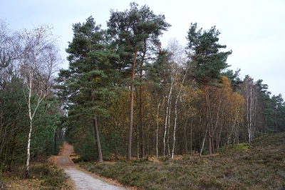 <i class='fa fa-user'></i>&nbsp;Ben Aalders&nbsp;|  Herfstfoto&nbsp; <i class='fa fa-eye'>&nbsp;86</i> &nbsp; <i class='fa fa-comment-o'>&nbsp;3</i>