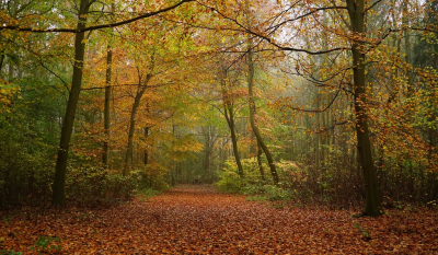 <i class='fa fa-user'></i>&nbsp;Nel R&nbsp;|  Herfst in Zeeland&nbsp; <i class='fa fa-eye'>&nbsp;96</i> &nbsp;<i class='fa fa-thumbs-up'>&nbsp;5</i> &nbsp; <i class='fa fa-comment-o'>&nbsp;5</i>