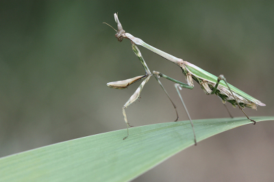 <i class='fa fa-user'></i>&nbsp;Paul Vandebroek&nbsp;|  Empusa pennata&nbsp; <i class='fa fa-eye'>&nbsp;112</i> &nbsp;<i class='fa fa-thumbs-up'>&nbsp;1</i> &nbsp; <i class='fa fa-comment-o'>&nbsp;6</i>