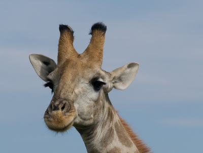 <i class='fa fa-user'></i>&nbsp;Fantabulous&nbsp;|  Giraffe&nbsp; <i class='fa fa-eye'>&nbsp;106</i> &nbsp; <i class='fa fa-comment-o'>&nbsp;6</i>