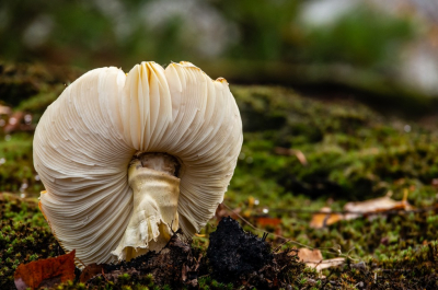 Een van de laatste vliegenzwammen die ik nog heb aangetroffen tijdens een wandeling op de Strabrechtse Heide bij mij in de buurt. Deze viel mij op door de ongewone en wel grappige vorm, hij stond er nogal "onbeschaamd" bij. Amanita muscaria Can Can"?